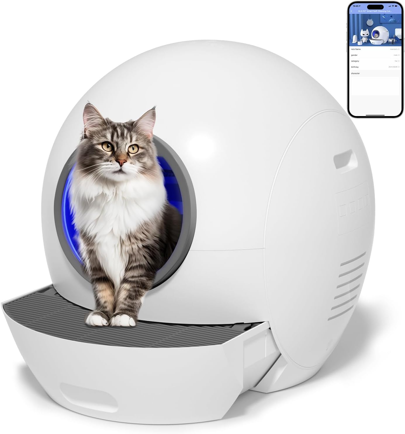 Best litter boxes 2019 best sale