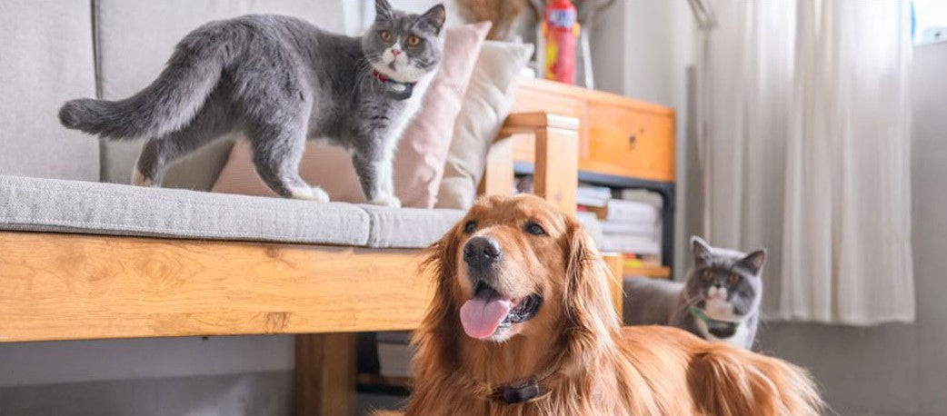 Essential Tips for Pet-Proofing Your Home