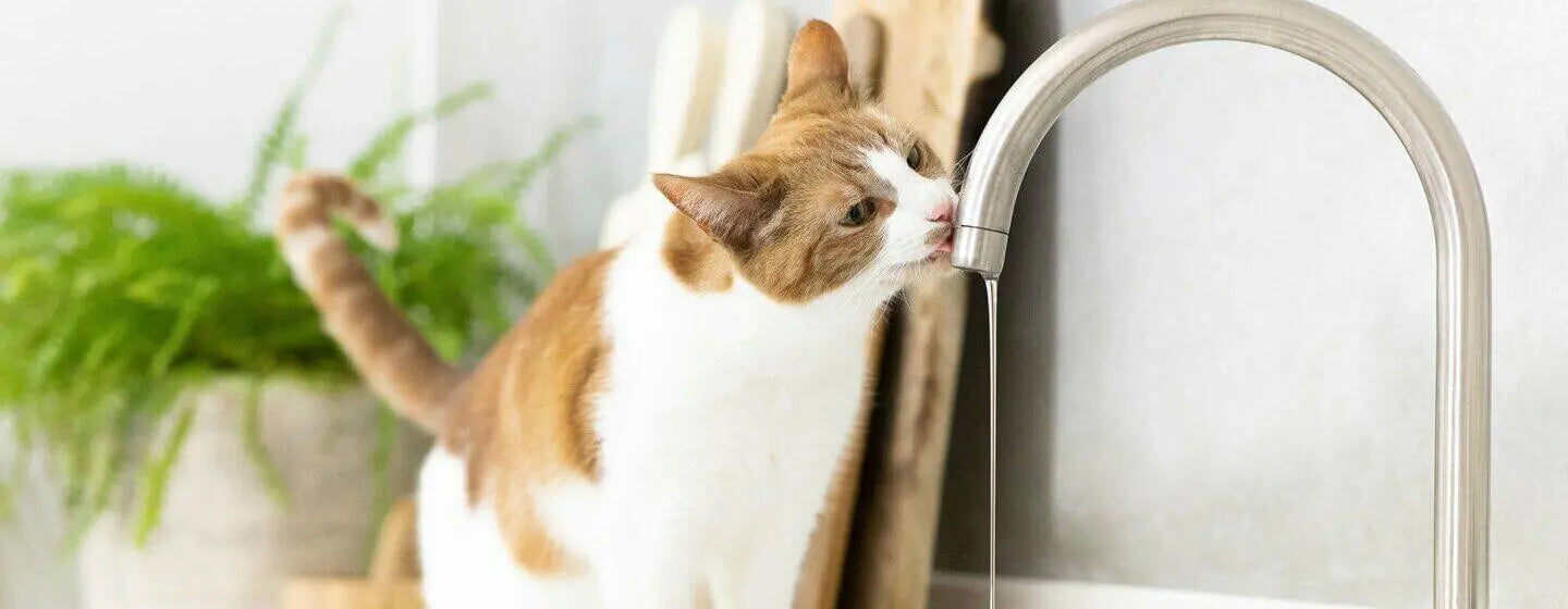 Why Cats Love Flowing Water...