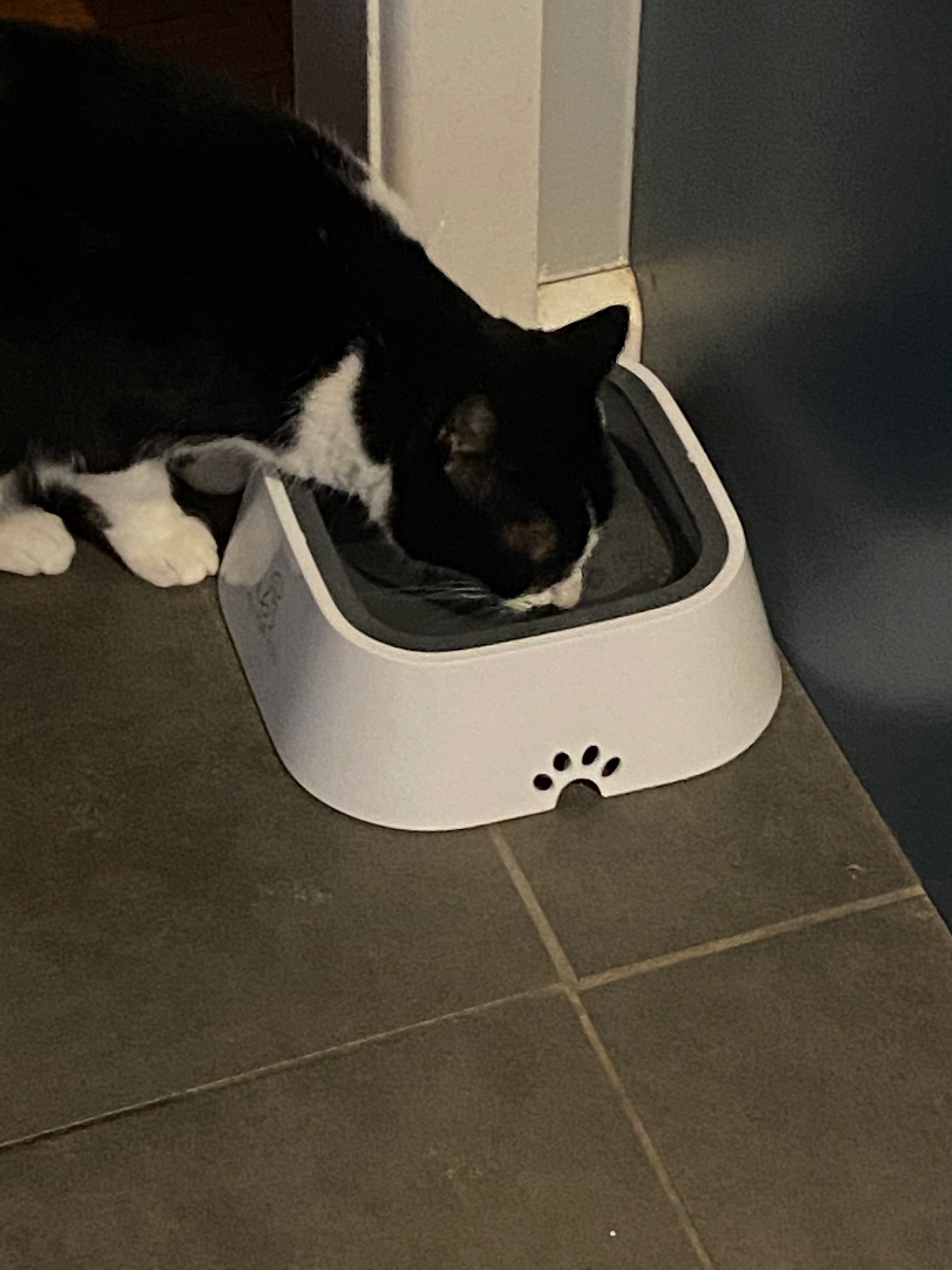 Dog proof cat outlet bowl