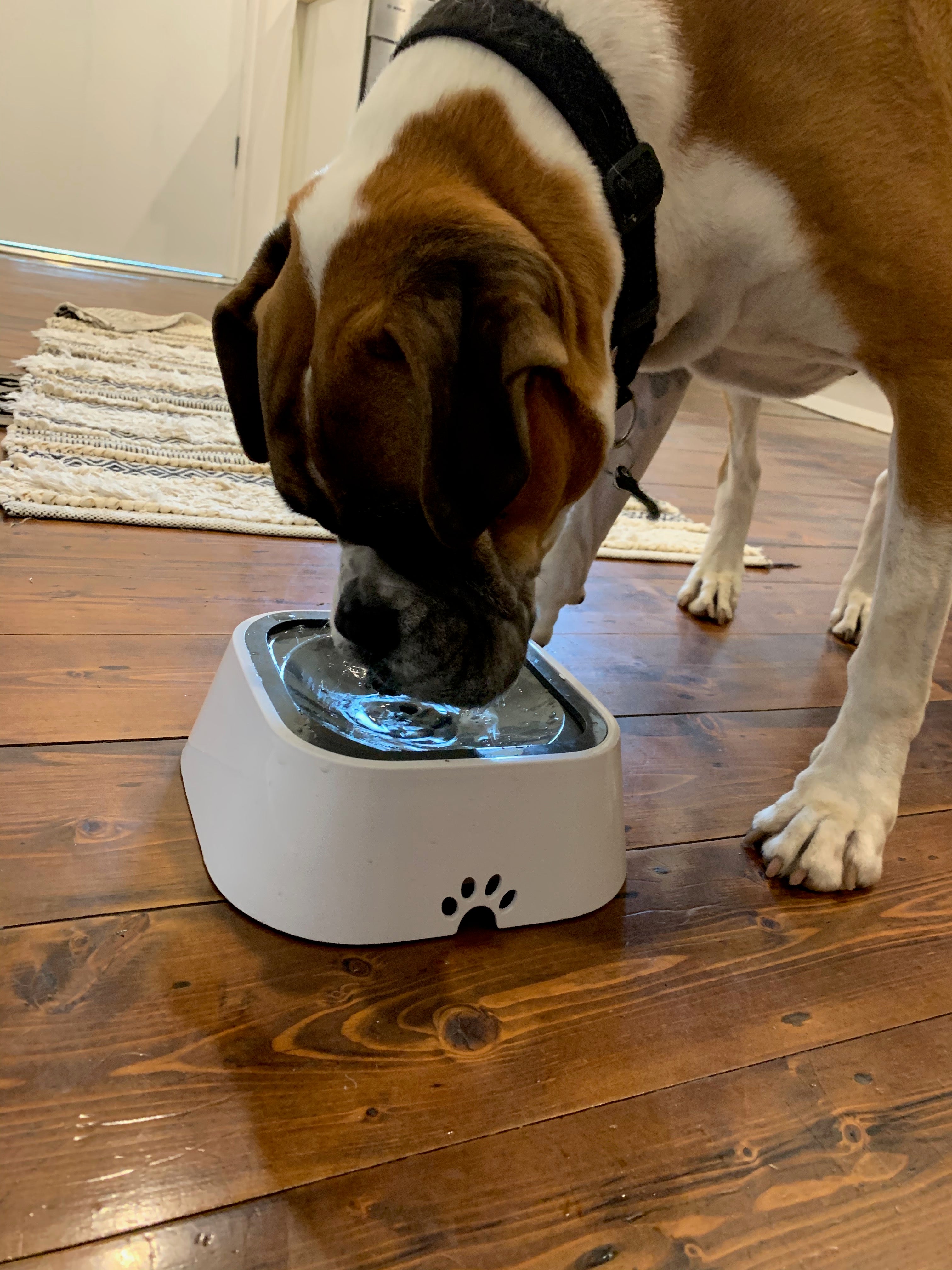 Spill proof fashion dog food bowl